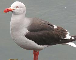 Fotó: Dolphin gull