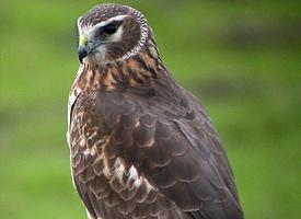 Fotó: Hen harrier