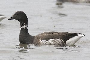 Fotó: Brant