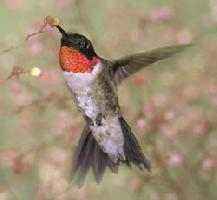 Fotó: Tüzestorkú kolibri