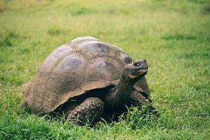 Fotó: Galápagos tortoise