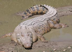Fotó: Bordás krokodil