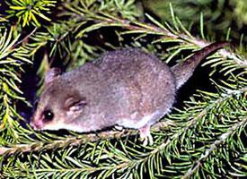 Fotó: Eastern pygmy possum
