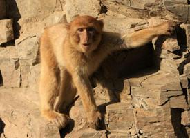 Fotó: Barbary macaque