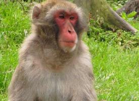 Fotó: Japanese macaque