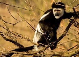 Fotó: Mantled guereza