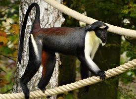 Fotó: Diana monkey