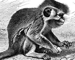 Fotó: Angolan talapoin