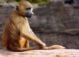 Fotó: Guinea baboon
