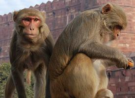 Fotó: Rhesus macaque