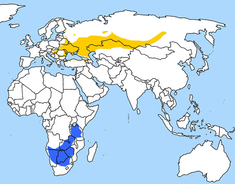 Fotó: Kék vércse - előfordulás