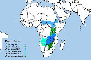 Fotó: Meyer aranyosvállú papagája - előfordulás